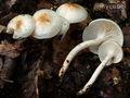 Hygrophorus lindtneri